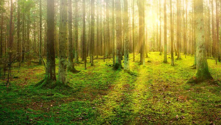 Proyecto de control remoto de maquinaria forestal mediante una red privada 5G en bosques suecos.