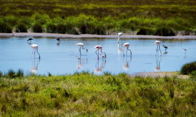 La Estación Biológica de Doñana despliega una nueva red de comunicaciones