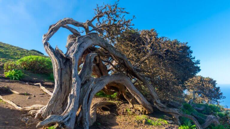 Licitaciones para el refuerzo de las telecomunicaciones en Canarias