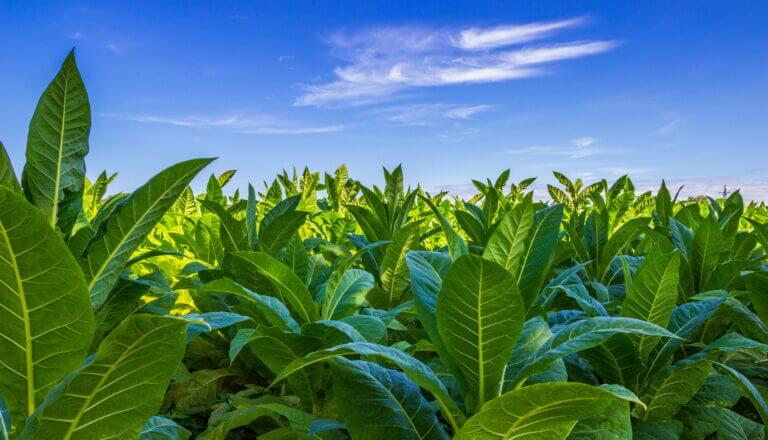 El Guajiro implanta un sistema digital para seguir la trazabilidad del tabaco