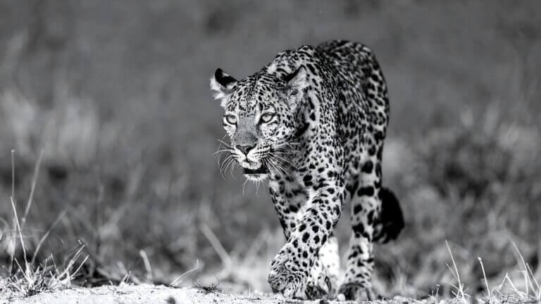 Las intrusiones sigilosas ahora ponen el foco en el core de las telco