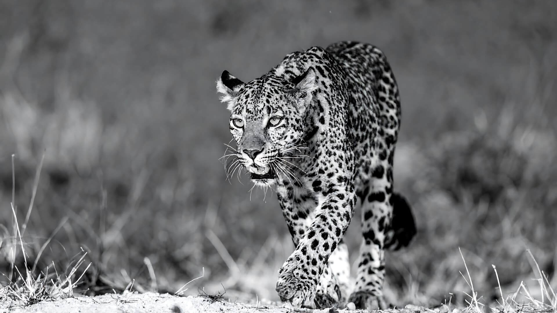 Las intrusiones sigilosas ahora ponen el foco en el core de las telco