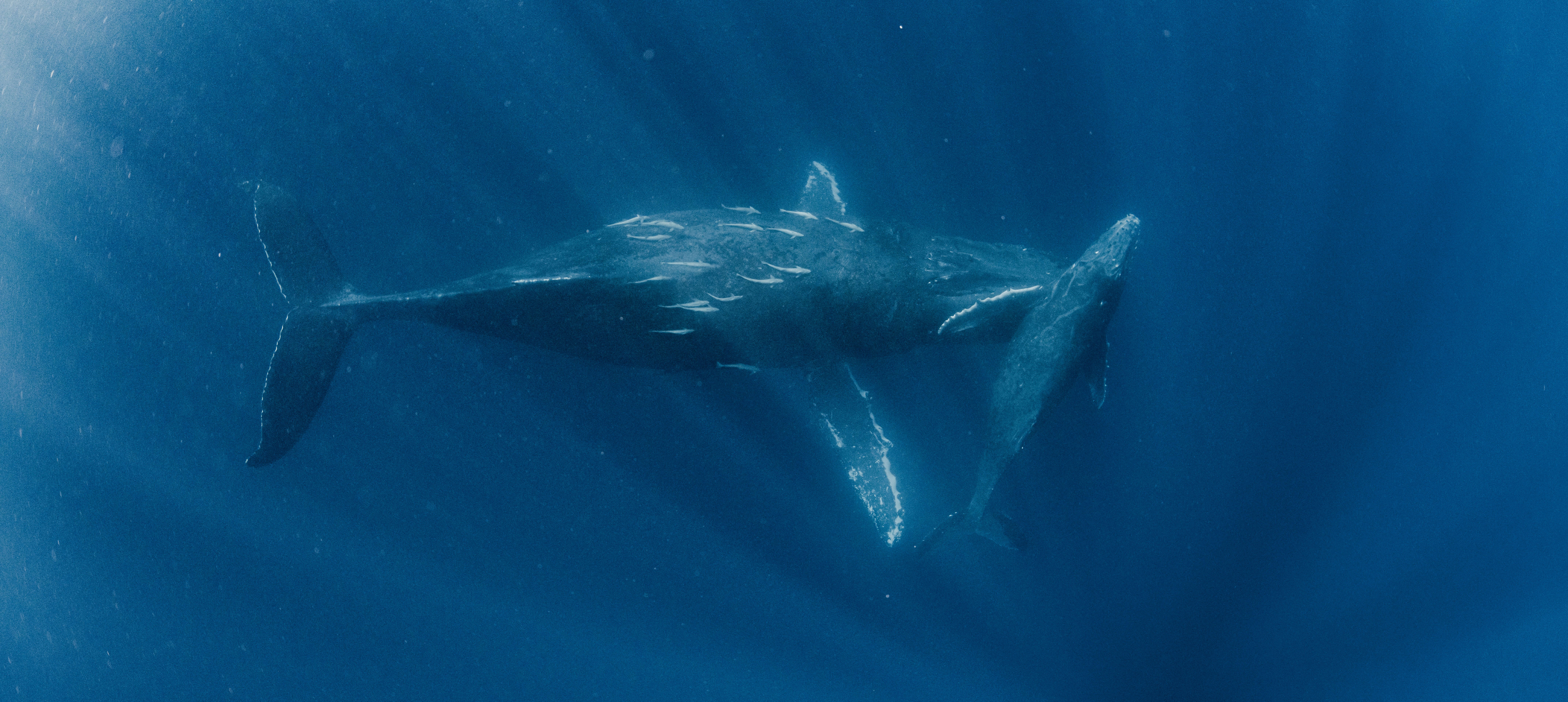 La fibra óptica de Canarias se convierte en aliada para vigilar el ruido que amenaza a las ballenas