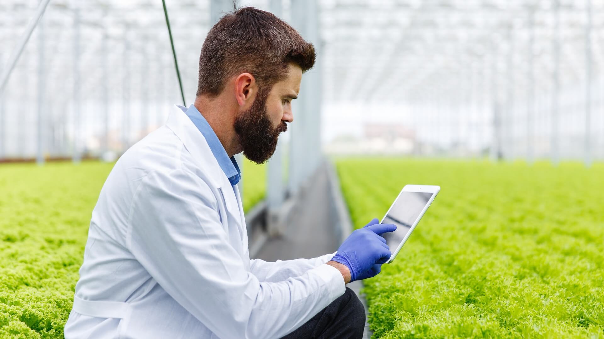 Agricultura inteligente: el potencial de la IoT